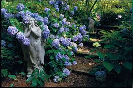 Once you have the ph of the soil settled, you will want to move on to using a good fertilizer. Slide Show Dreamy Hydrangeas Southern Living