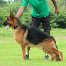 Giving you trustworthy german shepherd puppy feeding guidelines to supplement instructions given by your puppy's breeder and veterinarian. Where Can I Buy A Good German Shepherd Puppy In Bangalore And What Will Be The Cost Quora