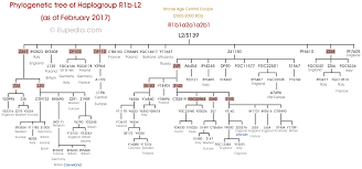 phylogenetic tree of haplogroup r1b l2 y dna eupedia