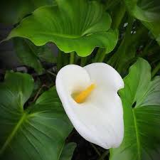 Image result for Zantedeschia