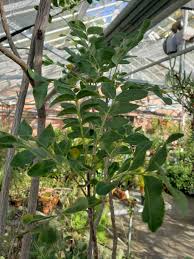 Image result for Ptaeroxylon obliquum