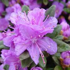 Image result for Rhododendron