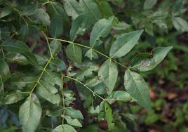 Image result for Brachystegia spiciformis