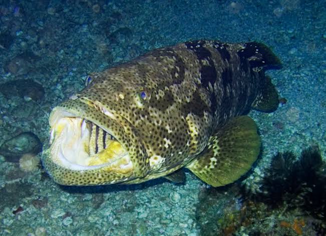 black grouper fish