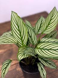 Calathea Vittata How To Care For Your Calathea Calathea Need Plenty Of Diffused Light However Direct Sunlight Will Cause The Lea Calathea Plant Calathea Plants