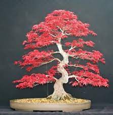 We have bonsai trees for sale, tropical plants and bamboo that are easy to care for, long lasting and make memorable gifts in every season. Japanischer Roter Ahorn Bonsai Baum Samen Heim Garten Ahornbaum Uk Lager Ebay