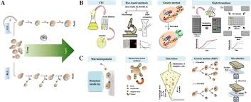 Check spelling or type a new query. Cell Organelles And Yeast Longevity An Intertwined Regulation Springerlink