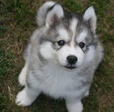 Be sure that siberian husky is a very good. How To Find The Right Dog Breed For You Husky Puppy Cute Puppies Dogs And Puppies