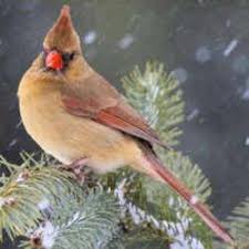Birds Of Northern Indiana Indiana State Bird Northern Cardinal Aka Winter Redbird State Birds Bird Cardinal Birds