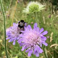 A succession of blooming annuals, perennials and. Wildflowers To Attract Butterflies To Your Garden And Create A Wildlife Area