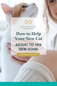 how to help your new kitty adjust to her new home cats cat parenting cat health