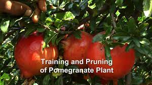 Training And Pruning Of Pomegranate Plant Pomegranate Prune Pomegranate Growing