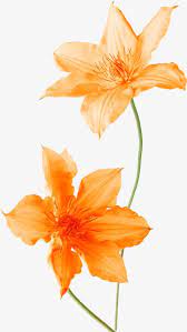 Flores Decoracao Laranja Duas Flores Flores Laranja Arquivo Png E Psd Para Download Gratuito Flower Clipart Orange Flowers Flowers