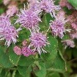 Image result for Vernonia brachycalyx