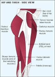 Chronic or gradual onset of front inner thigh pain can be different for each person. Hip And Thigh Mydr Com Au