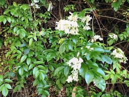 Maybe you would like to learn more about one of these? Angus S Top Ten Australian Climbers Gardening With Angus