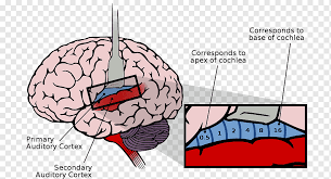 Have you ever wondered how humans take in sensations from. Auditory Cortex Auditory System Cerebral Cortex Sensory Cortex Brain Brain People Human Brain Sound Png Pngwing