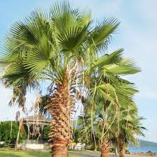 Image result for Washingtonia