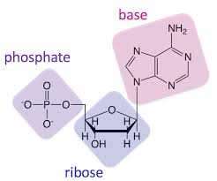 A base pair refers to two bases which form a rung of the dna ladder. a dna nucleotide is made of a molecule of sugar, a molecule of phosphoric acid, and a molecule the 5' and 3' designations refer to the number of carbon atom in a deoxyribose sugar molecule to which a phosphate group bonds. Nucleic Acid Background