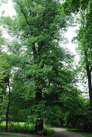 Image result for Tiliacora funifera