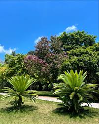 Image result for Carpodiptera africana