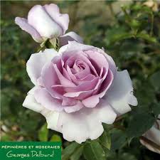 And we worry about unimportant things. La Rose Du Petit Prince Rose Synactif Delgramau 25 95