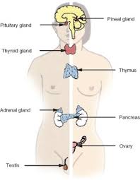 Download or print this amazing coloring page: System Interactions In The Human Body Advanced Read Biology Ck 12 Foundation