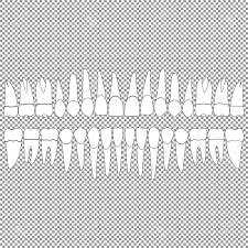 An Anatomically Correct Dentition Upper And Lower Jaw Chart