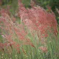 Image result for Eustachys paspaloides