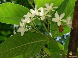 Image result for Holarrhena pubescens