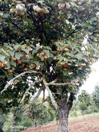 Image result for Dombeya torrida