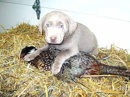 Find labrador retriever puppies and breeders in your area and helpful labrador retriever information. Pinyan Labs High Quality Silver Lab Puppies From A Labrador Breeder You Can Trust
