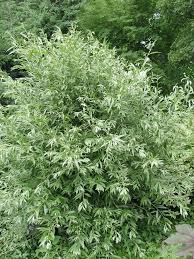 Image result for Salix