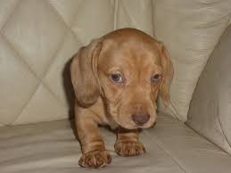 Just click on the nursery below you. Dachshund Puppies For Sale Indianapolis In 178593