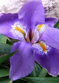 Image result for Otiophora pycnostachys