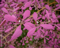 Image result for Congea