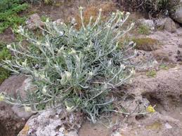 Image result for Pseudognaphalium oligandrum