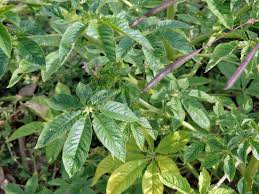 Image result for Cleome houtteana