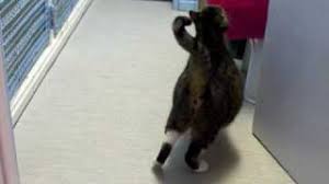Have you ever had trouble determining whether or not your cat is pregnant? Is My Cat Pregnant Or Just Fat Answered Explained