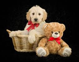 A weekly ear wipe out with a paper towel moistened with liquid pet ear cleaner will cut down on oils, wax, and buildup. Teddy Bear Goldendoodle Vs Goldendoodle The Differences Explained