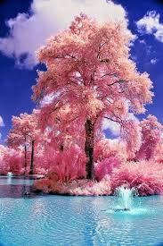 صور طبيعة خلابة بلونها الوردي Fashion Japanese Water Gardens Beautiful Landscapes Beautiful Nature