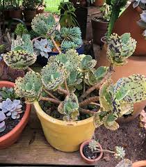 Image result for Kalanchoe marmorata