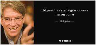 Phil Noble quote: old pear tree starlings announce harvest time