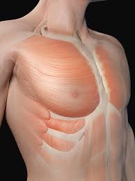 If you know where muscles attach and how they contract then you can know how to. Human Chest Muscles Photograph By Sebastian Kaulitzki
