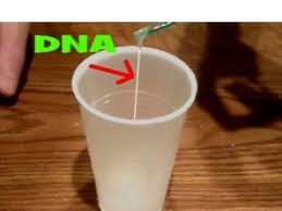 how to extract your dna at home