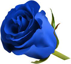 Blue Rose Png Clip Art Image Pink Rose Png Red Rose Png Purple Roses