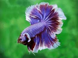89,775 likes · 273 talking about this. Top 13 Beautiful Types Of Rare Betta Fish By Tail Pictures