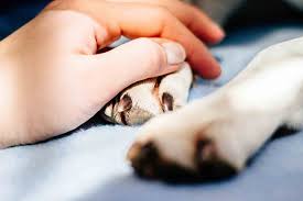Although you can describe the animal over the phone, many dogs. End Of Life Care