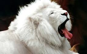 Kudos for reaching this page! 20 White Lion Hd Wallpapers Background Images