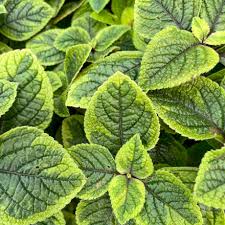 Image result for Plectranthus swynnertonii